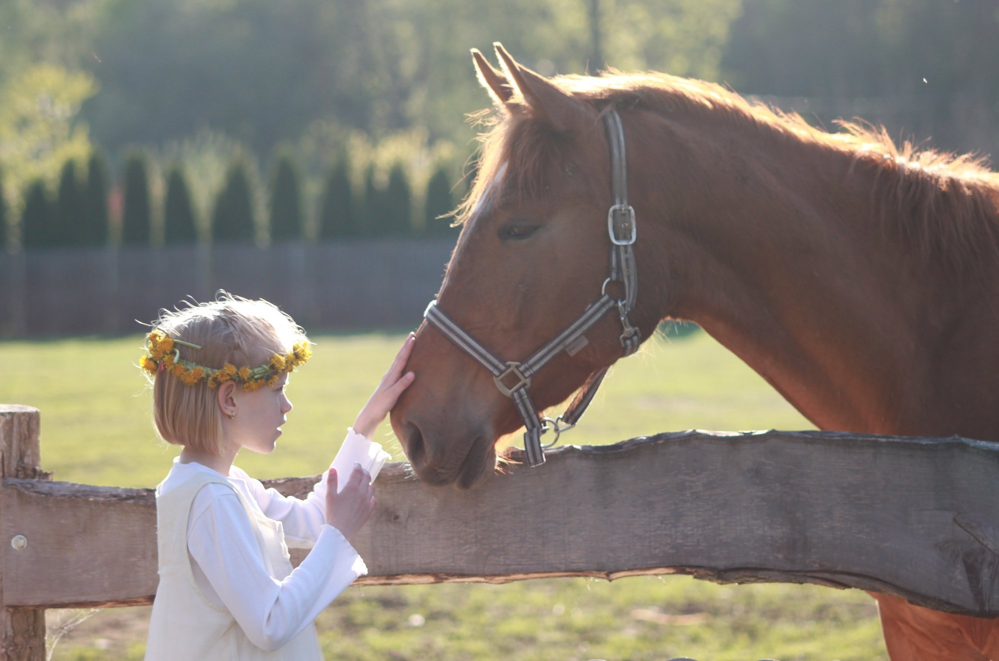 Little Girl Touching a Horse